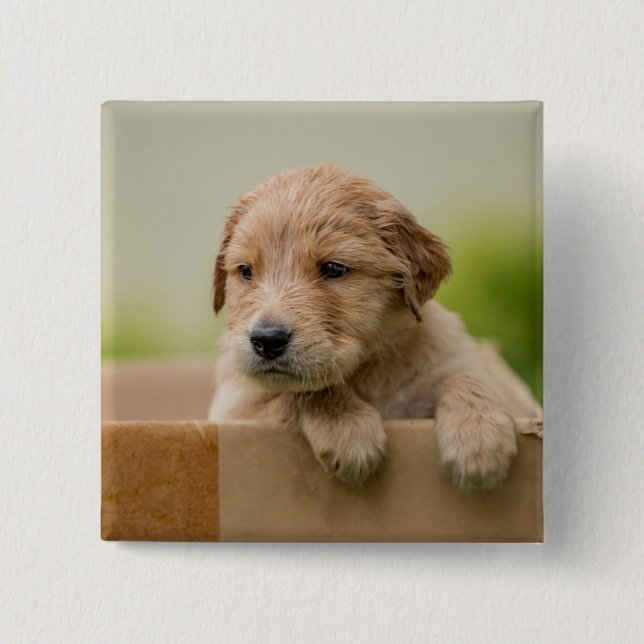 Golden Retriever Puppy in Box Button (Vorderseite)