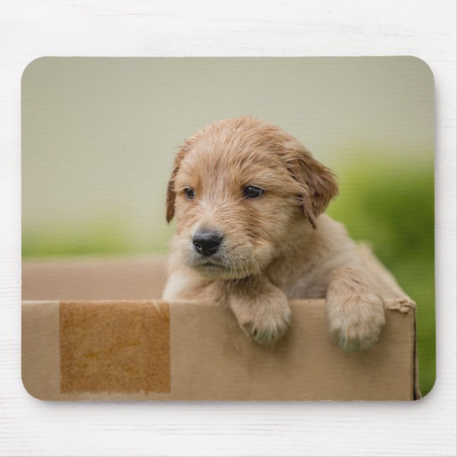 Golden Retriever Puppy in Box Mousepad (Vorne)