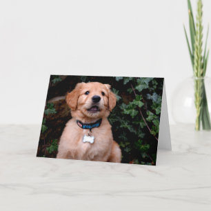 Golden Retriever Puppy Karte