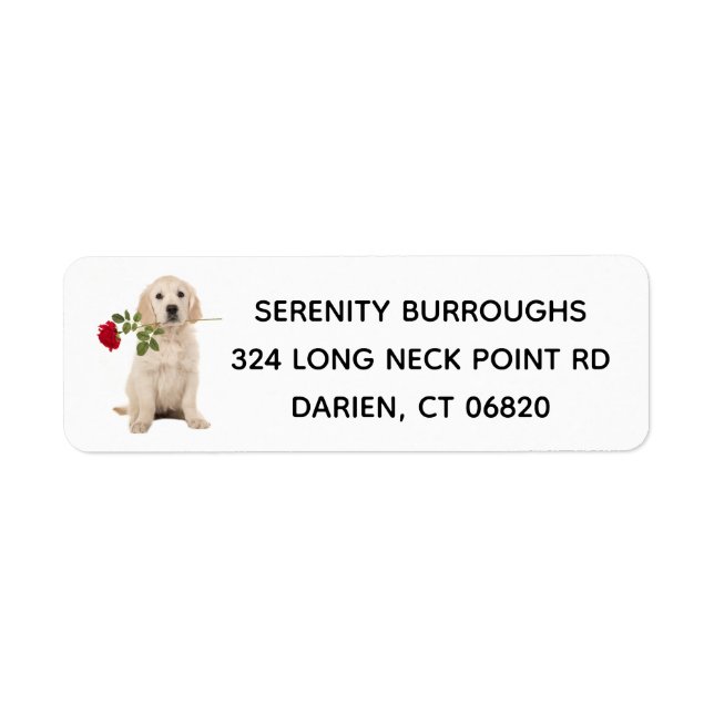 Golden Retriever Puppy Liebe - Welpen (Vorne)