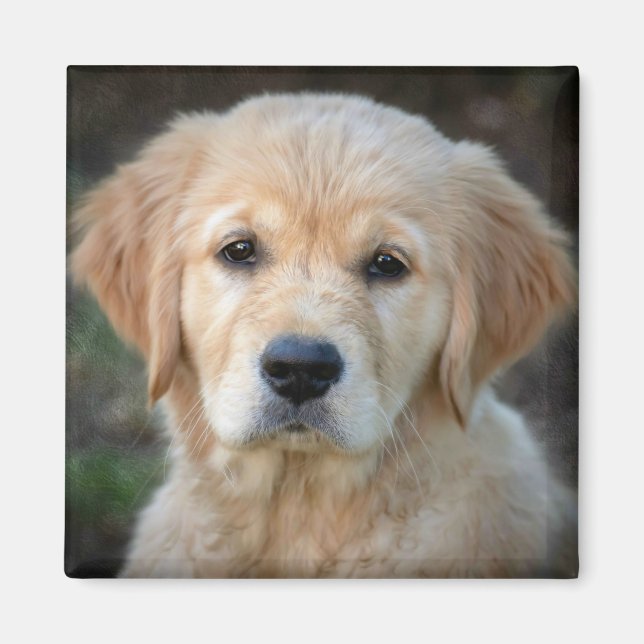 Golden Retriever Puppy Magnet (Vorne)