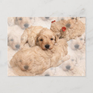 Golden Retriever Puppy Postcard Postkarte