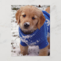Golden Retriever Puppy
