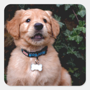 Golden Retriever Puppy Quadratischer Aufkleber