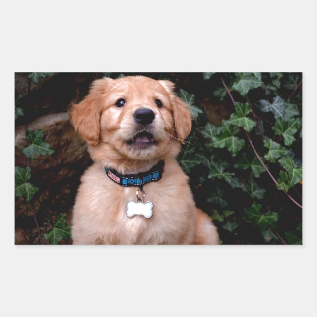Golden Retriever Puppy Rechteckiger Aufkleber (Vorderseite)