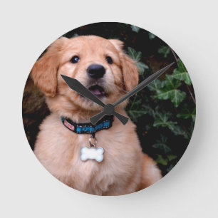 Golden Retriever Puppy Runde Wanduhr