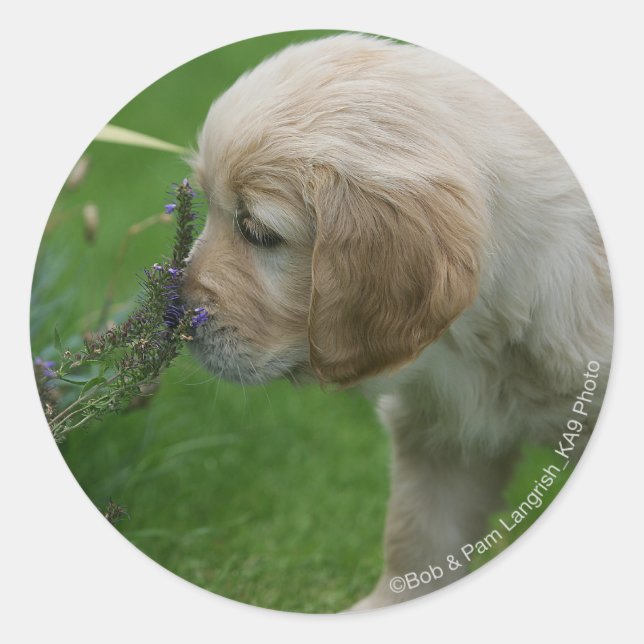 Golden Retriever Puppy Runder Aufkleber (Vorderseite)