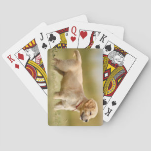 Golden Retriever Puppy Spielkarten