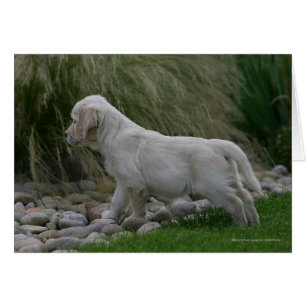 Golden Retriever Puppy Stehend