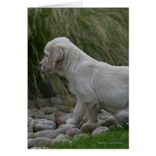 Golden Retriever Puppy Stehend