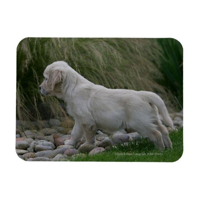 Golden Retriever Puppy Stehend Magnet (Horizontal)