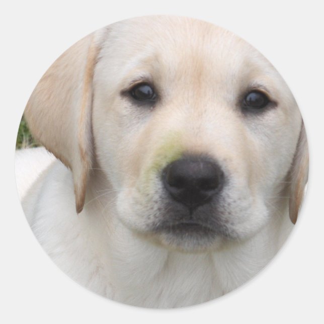Golden Retriever Puppy Sticker (Vorderseite)