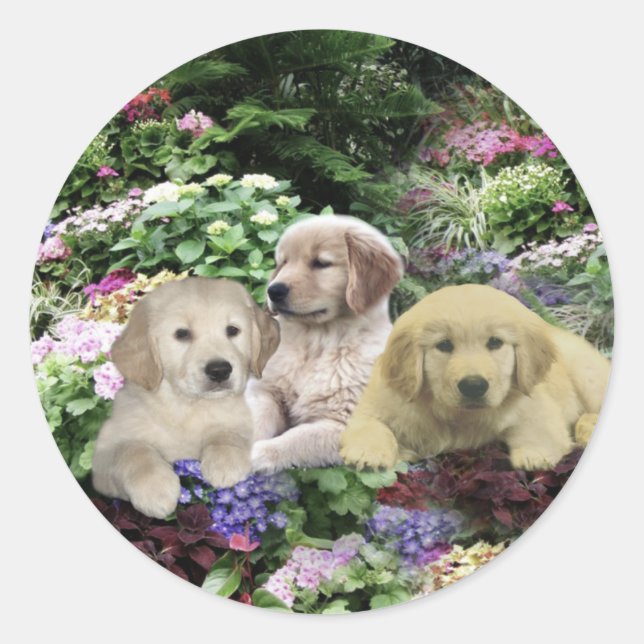 Golden Retriever Pups auf Gartensticker Runder Aufkleber (Vorderseite)