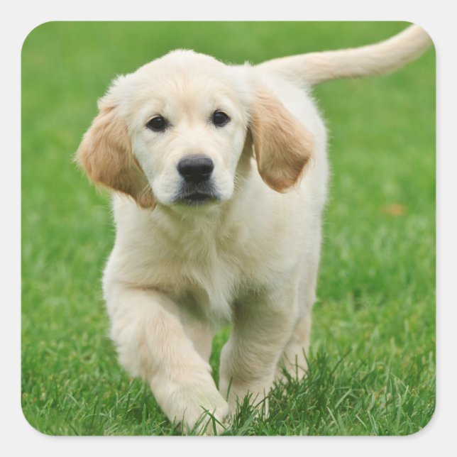 Golden Retriever Quadratischer Aufkleber (Vorderseite)