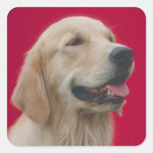 Golden Retriever Quadratischer Aufkleber