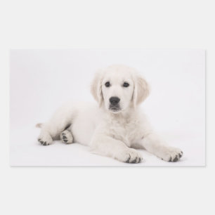 Golden Retriever Rechteckiger Aufkleber