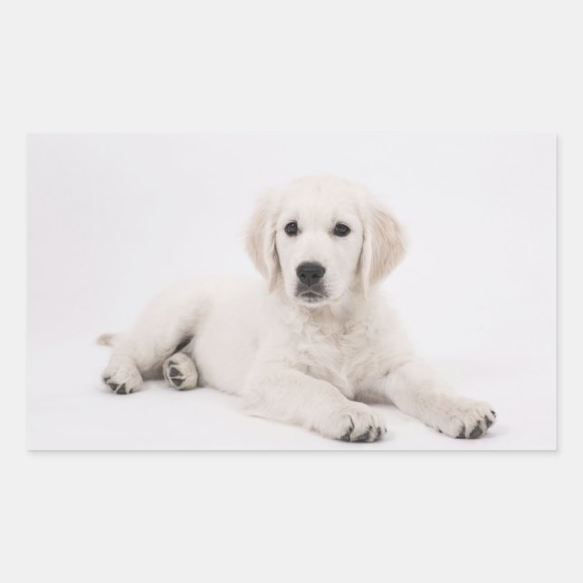 Golden Retriever Rechteckiger Aufkleber (Vorderseite)
