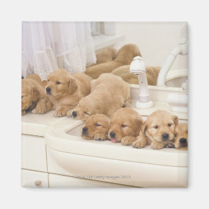 Golden Retriever, relativ modern und 2 Magnet