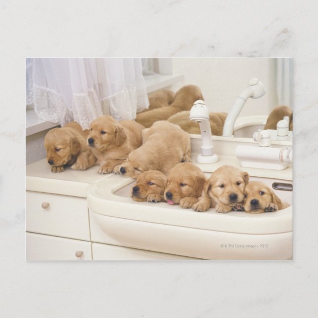 Golden Retriever, relativ modern und 2 Postkarte (Vorderseite)