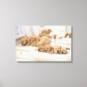 Golden Retriever, relativ modern und 3 Leinwanddruck