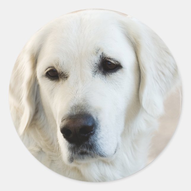 Golden Retriever Runder Aufkleber (Vorderseite)