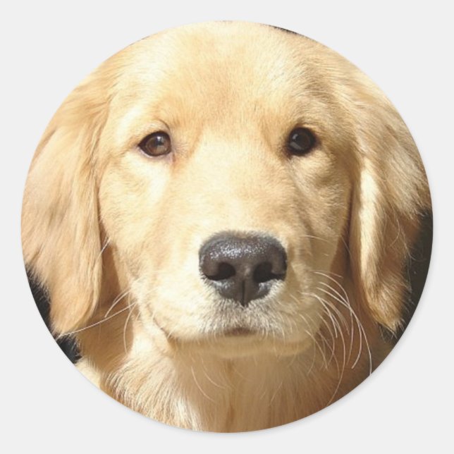 Golden Retriever Runder Aufkleber (Vorderseite)