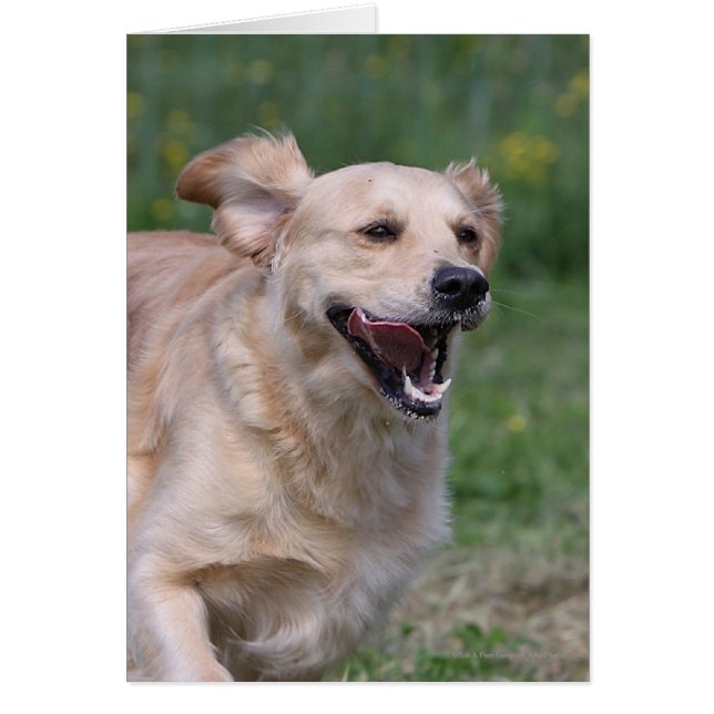 Golden Retriever Running 1 (Devant)