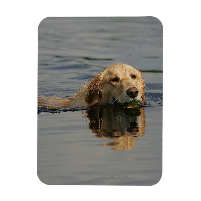 Golden Retriever Schwimmen Magnet (Vertikal)