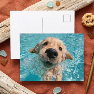 Golden Retriever Schwimmender Welpe Sommer Spaß Postkarte