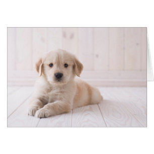 Golden retriever se couchant