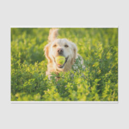 Golden retriever-Seidenpapier Seidenpapier