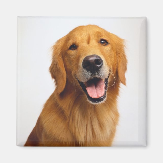 Golden Retriever Smile Magnet (Vorne)
