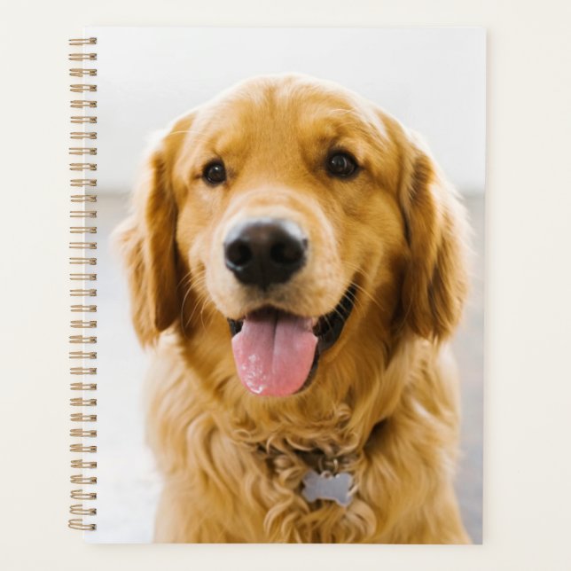 Golden Retriever souriant (Devant)