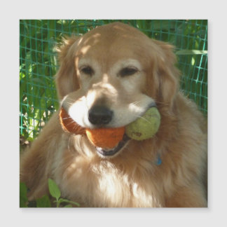 Golden Retriever & Tennisbälle Magnetkarte