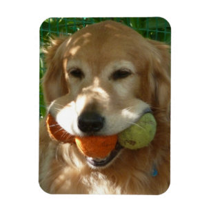 Golden Retriever & Tennisbälle Puzzle Magnet