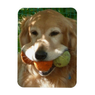 Golden Retriever & Tennisbälle Puzzle Magnet