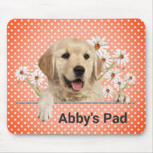 Golden Retriever und Daisies