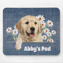 Golden Retriever und Daisies