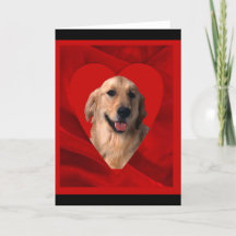 Golden Retriever Valentinstag
