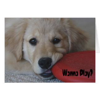 Golden Retriever veut jouer...