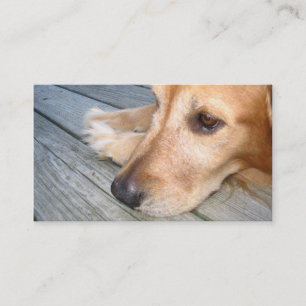 Golden retriever-Visitenkarte Visitenkarte