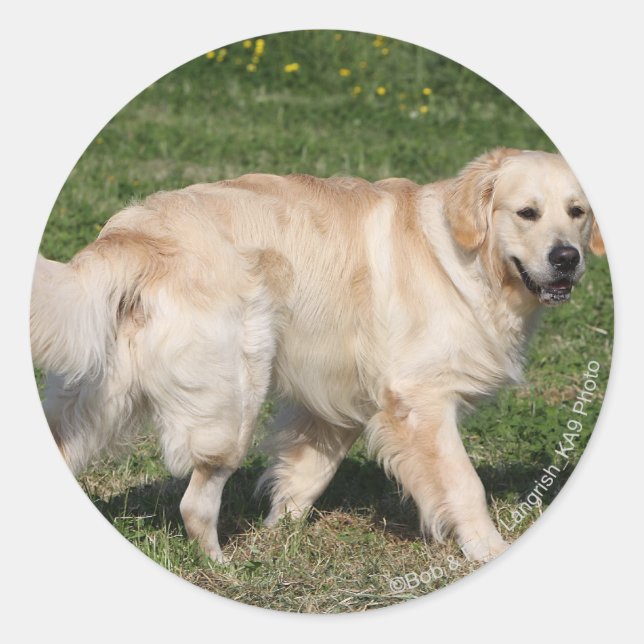 Golden Retriever Walking Runder Aufkleber (Vorderseite)