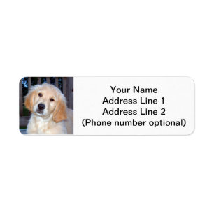 Golden retriever-Welpe