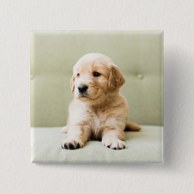 Golden Retriever Welpe auf Couch Button (Vorderseite)
