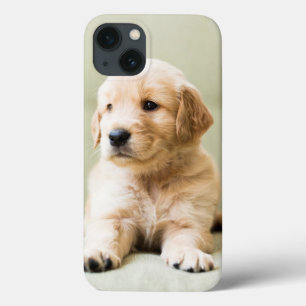 Golden Retriever Welpe auf Couch Case-Mate iPhone Hülle
