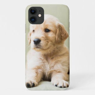 Golden Retriever Welpe auf Couch Case-Mate iPhone Hülle