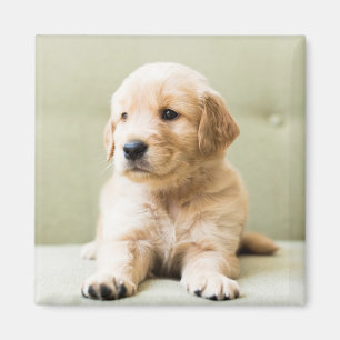 Golden Retriever Welpe auf Couch Magnet
