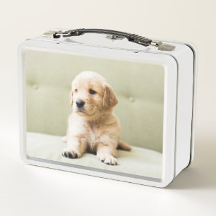 Golden Retriever Welpe auf Couch Metall Brotdose