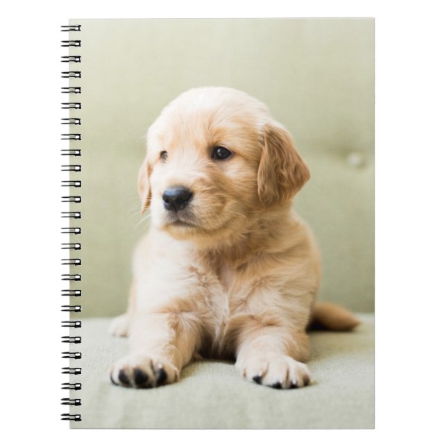 Golden Retriever Welpe auf Couch Notizblock (Vorderseite)