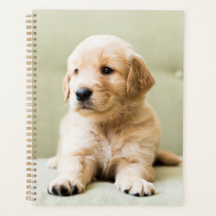 Golden Retriever Welpe auf Couch Planer